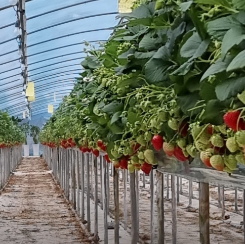 홍산부부딸기농장택배주문