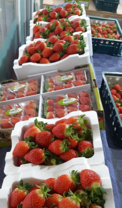 홍산부부딸기농장체험