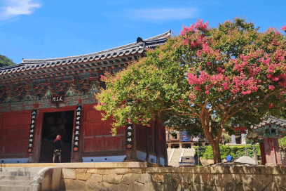 전라도 매화축제 대표 명소 4곳 총정리 (광양·구례·순천·해남 개화시기 축제정보)