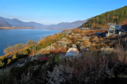 경상권 매화 명소 총정리 양산 원동매화축제 통도사 김해 부산 위치 가는방법 개화시기