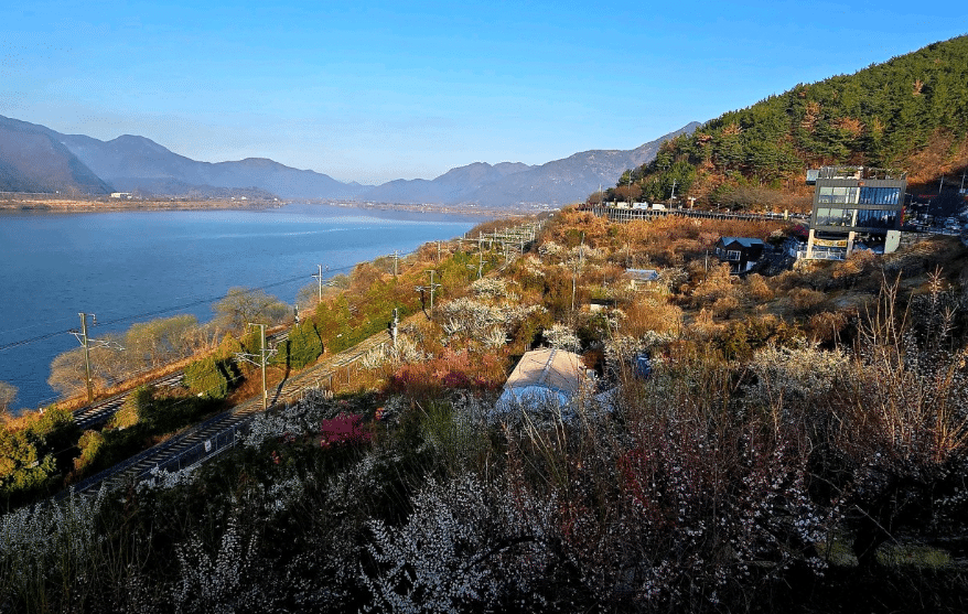 경상권 매화 명소