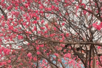 서울 수도권 매화 명소 총정리 봉은사 청계천 창덕궁 인천 경기 위치 가는방법 개화시기