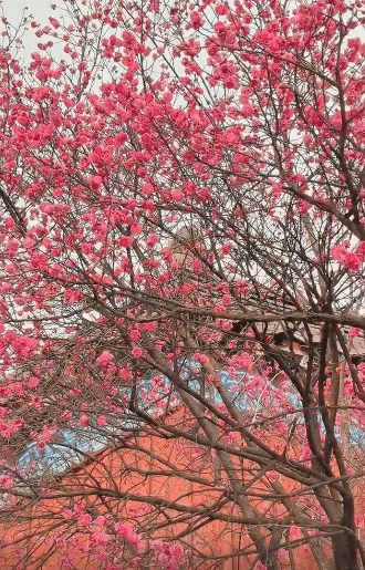 서울 수도권 매화 명소