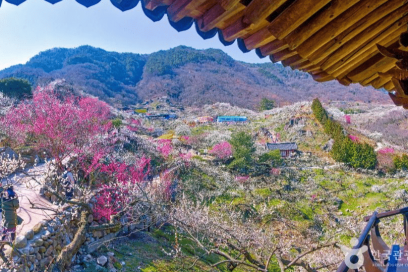 2026 광양매화마을 개화시기 축제기간 입장료 주차 총정리