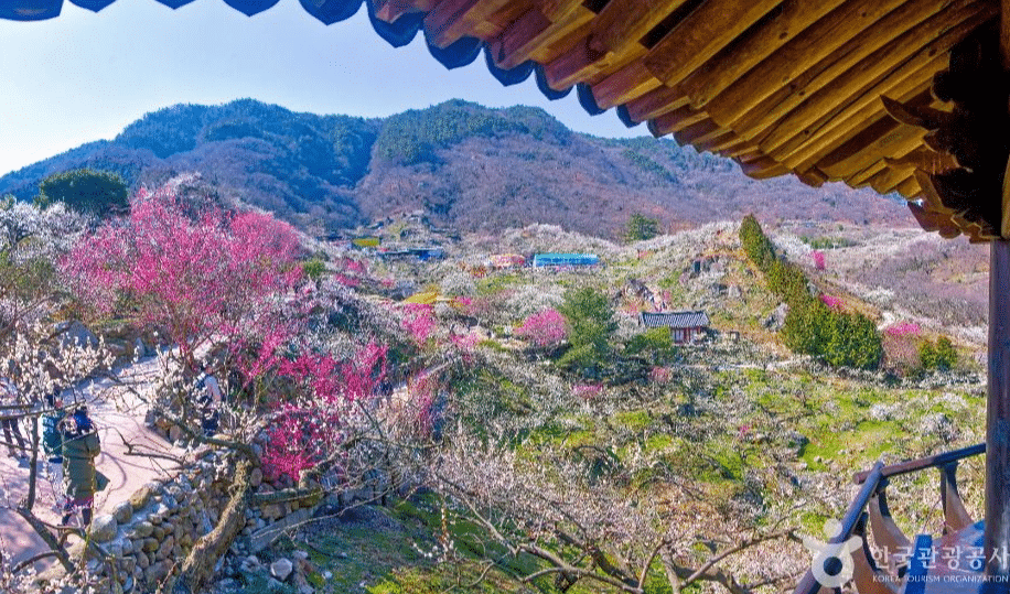 2026 광양매화마을 개화시기 축제기간